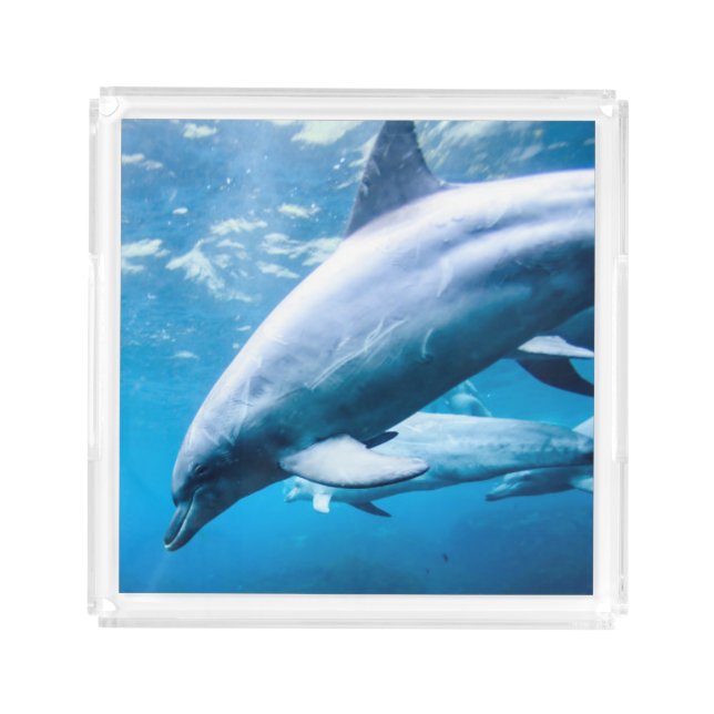 Dolphins Underwater Acrylic Tray (Front)