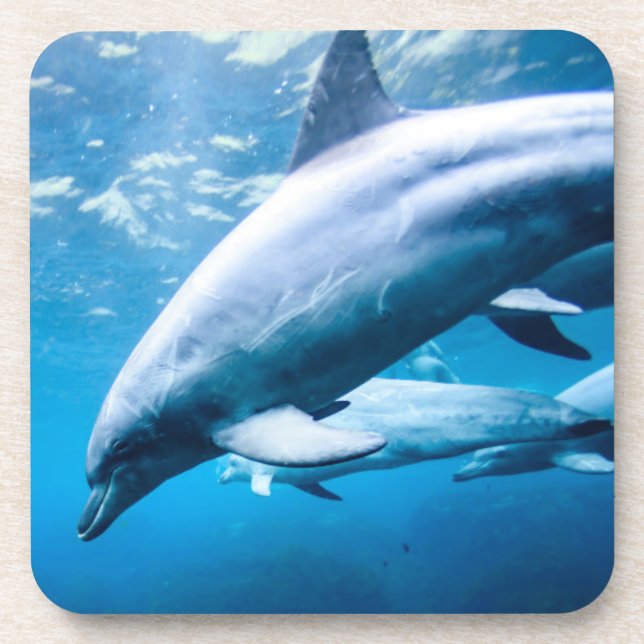 Dolphins Underwater Beverage Coaster (Front)