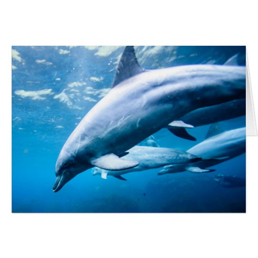 Dolphins Underwater Cards (Front Horizontal)