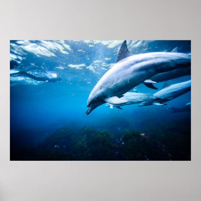 Dolphins Underwater Poster (Front)