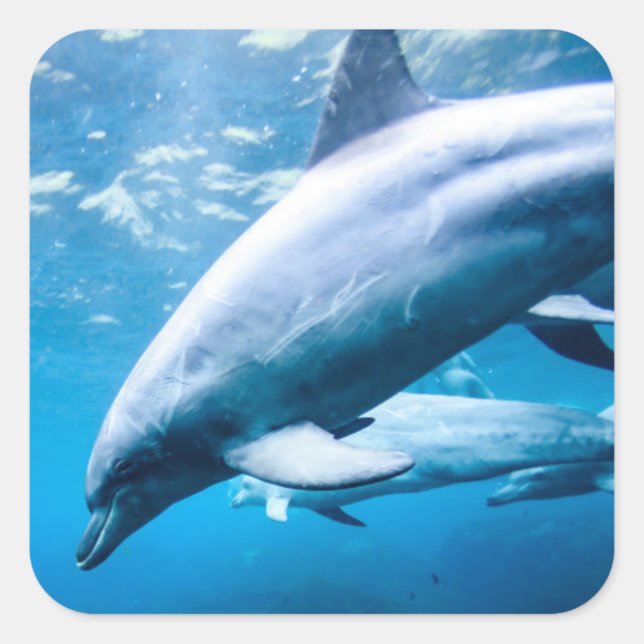 Dolphins Underwater Square Sticker (Front)