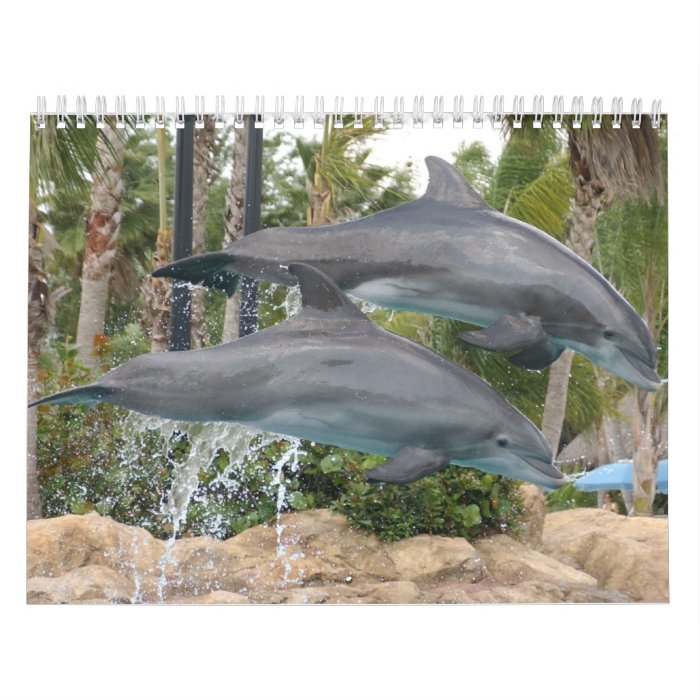 dolphins wall calendar