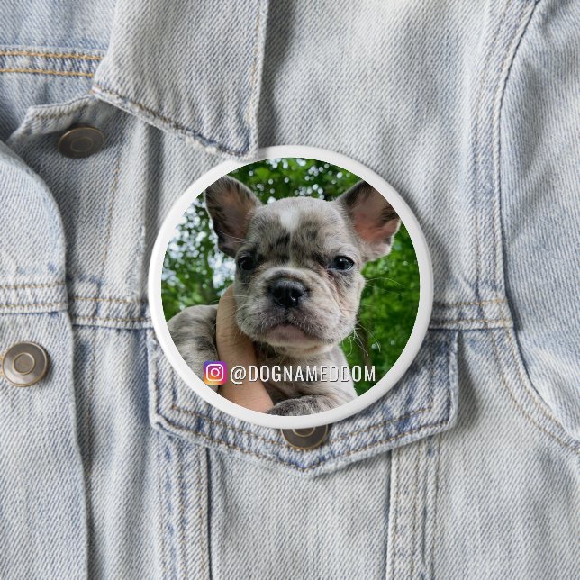 DOM THE DOG INSTAGRAM PIN (In Situ)