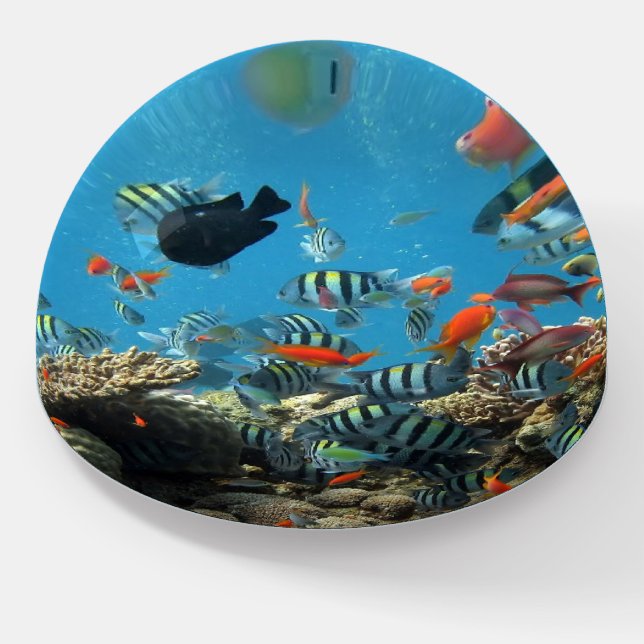 Dome Paperweight  fishes (Angled)