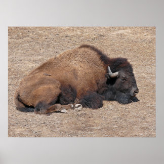 Domestic Asian Water Buffalo Poster