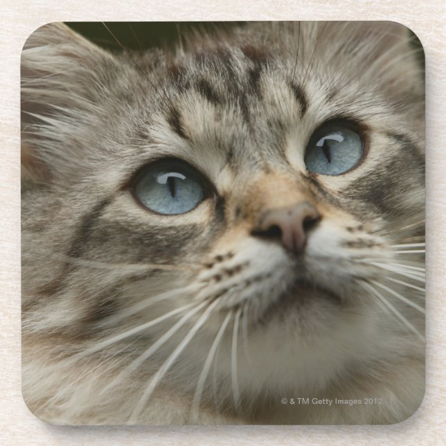Domestic cat drink coaster (Front)