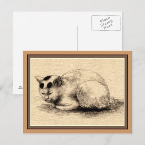 Domestic Cat Japanese Ink Drawing Postcard Zazzle