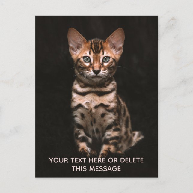 Domestic Cat Kitten Leopard Spots Custom Text Postcard (Front)