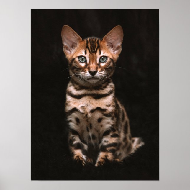 Domestic Cat Kitten Leopard Spots Poster (Front)