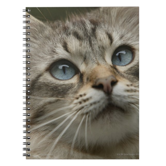 Domestic cat notebook (Front)