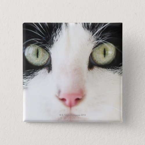 Domestic cat portrait button