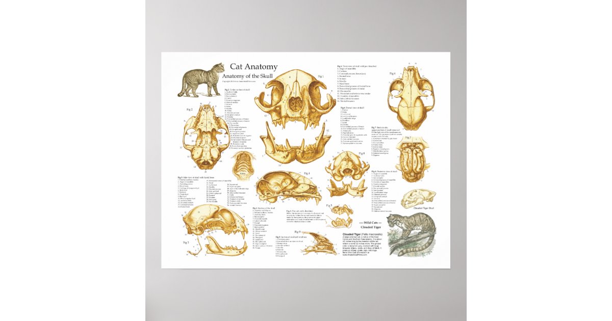 cat skull anatomy