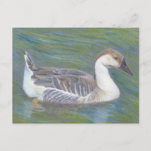 Domestic Goose Fine Art Animal Postcard (Front)