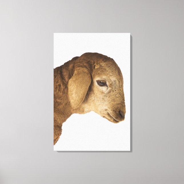 Domestic lamb canvas print (Front)
