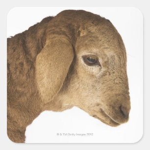 Domestic lamb square sticker