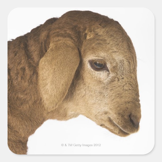 Domestic lamb square sticker (Front)