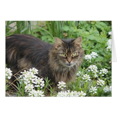 Domestic Long_Haired Cat