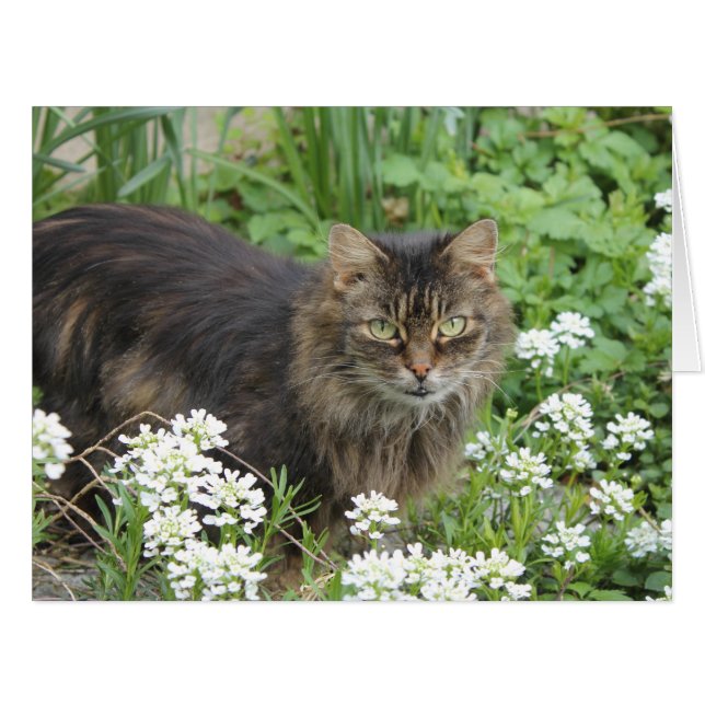 Domestic Long-Haired Cat Cards (Front Horizontal)
