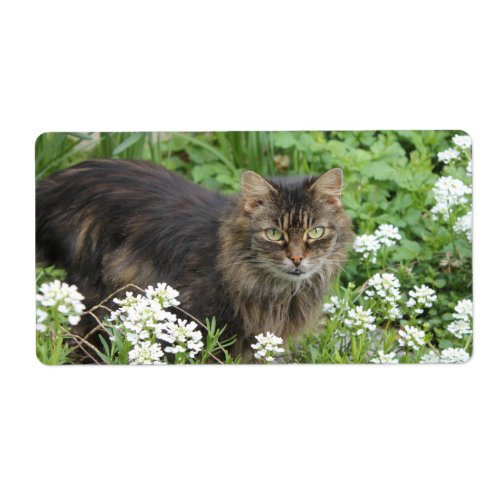 Domestic Long_Haired Cat Label