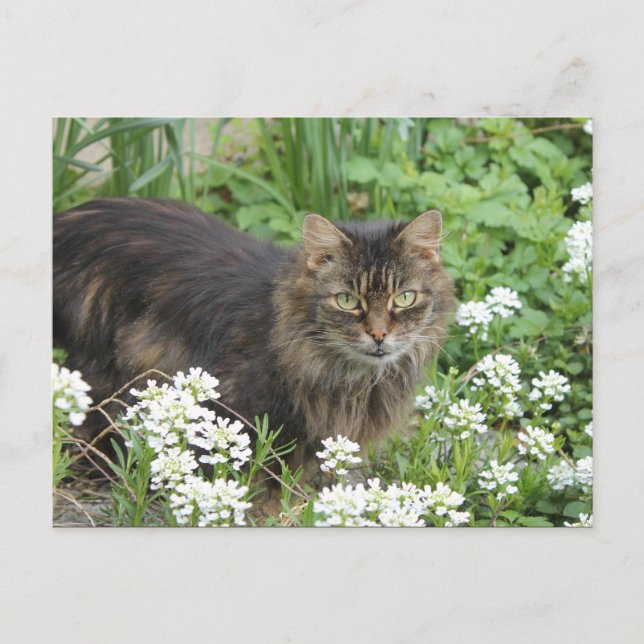 Domestic Long-Haired Cat Postcard (Front)