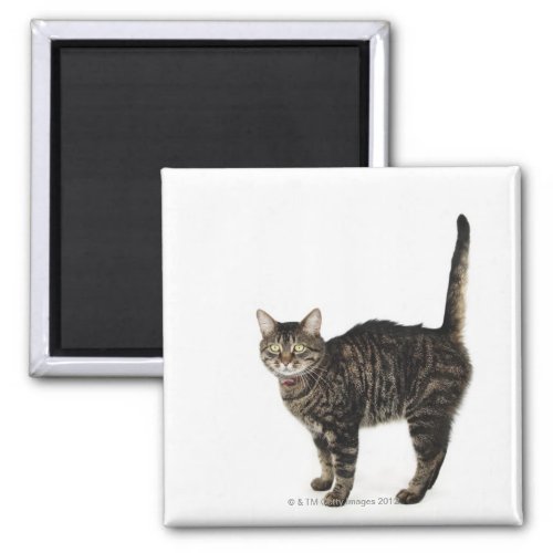 Domestic male tabby cat standing magnet