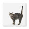 Domestic male tabby cat standing