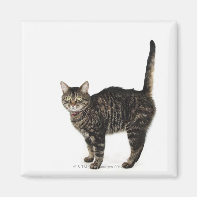 Domestic male tabby cat standing magnet (Front)