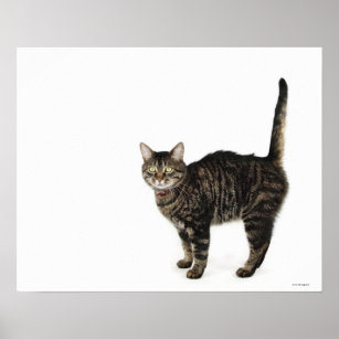 Domestic male tabby cat standing poster