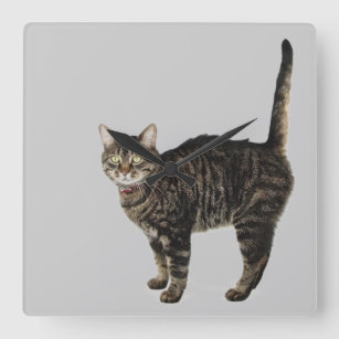 Domestic male tabby cat standing square wall clock