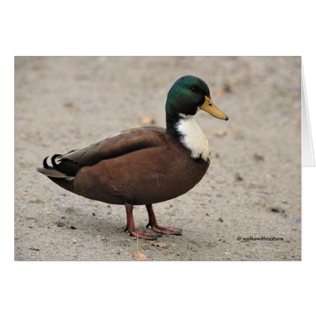Domestic Mallard Duclair Bibbed Odd Duck Cards (Front Horizontal)