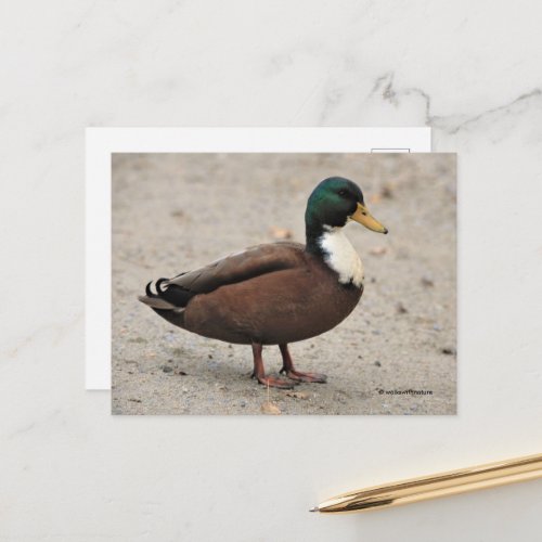 Domestic Mallard Duclair Bibbed Odd Duck Postcard