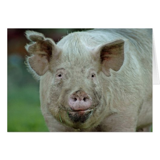 Domestic Pig Cards (Front Horizontal)