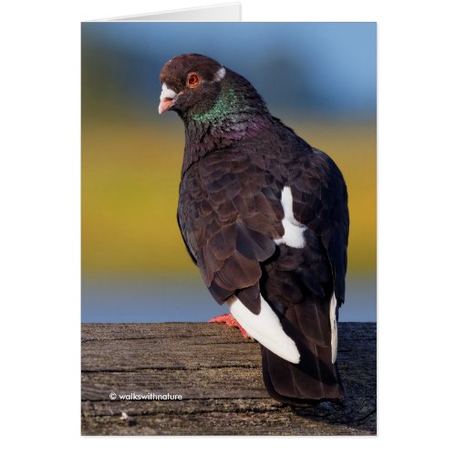 Domestic Rock Pigeon Dark Morph