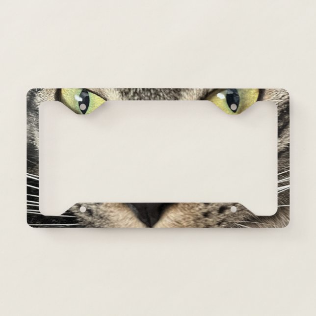 Domestic Short Hair License Frame (Front)