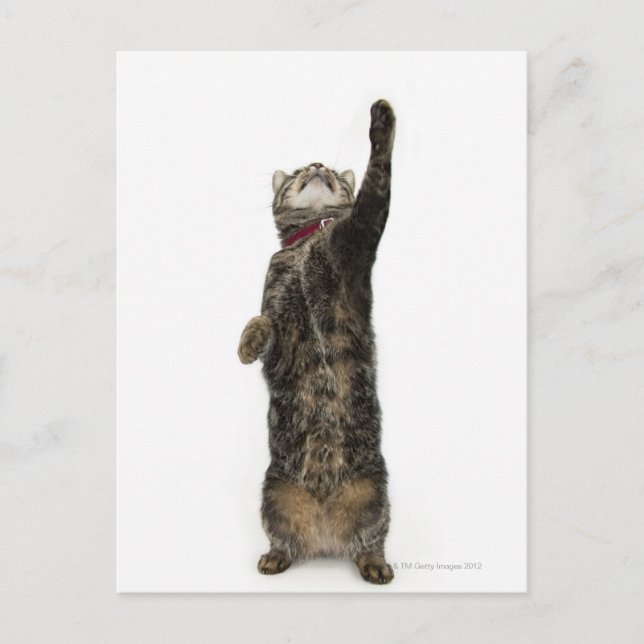 Domestic tabby cat standing on two legs reaching postcard (Front)