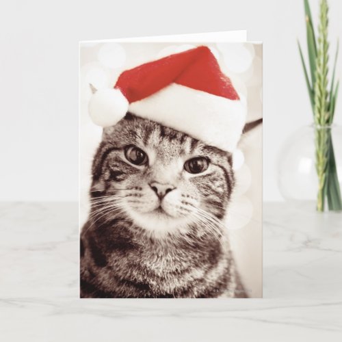 Domestic tabby cat wearing red Christmas hat Holiday Card