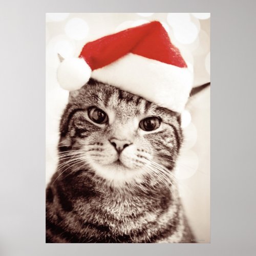 Domestic tabby cat wearing red Christmas hat Poster