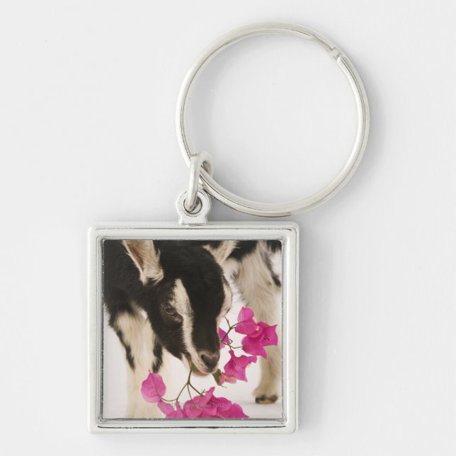 Domesticated British Alpine goat (kid). Black Keychain (Front)