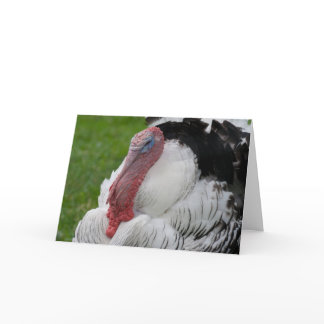Domesticated Turkey Holiday Card