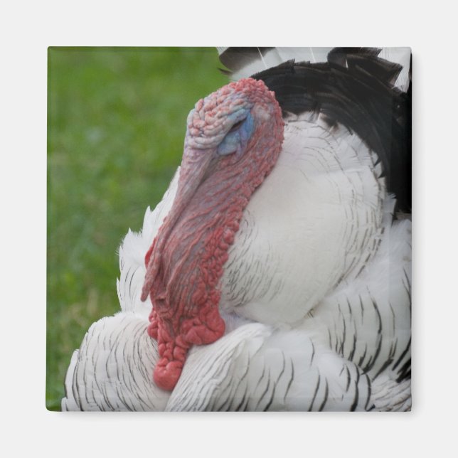 Domesticated Turkey Magnet (Front)