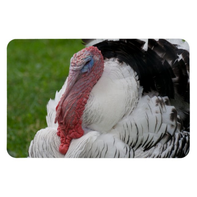 Domesticated Turkey Magnet (Horizontal)