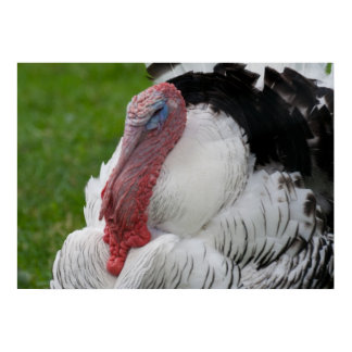 Domesticated Turkey Poster