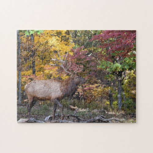 Dominant Bull Elk Autumn Rut Jigsaw Puzzle