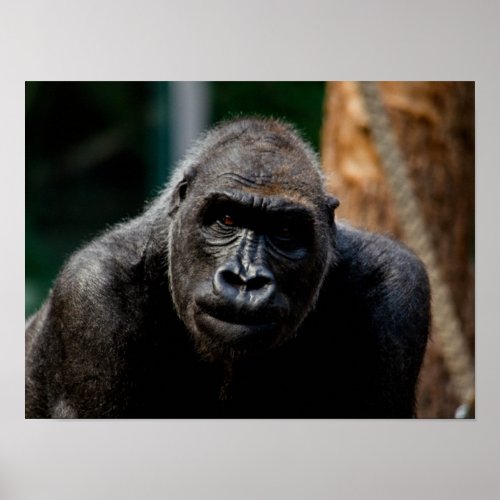 Dominant Primate Gorilla Ape Poster