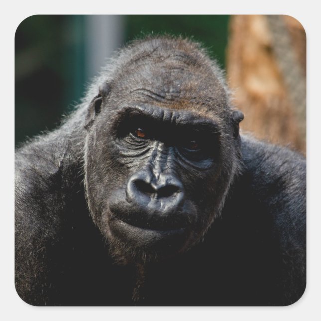 Dominant Primate Gorilla Ape Square Sticker (Front)