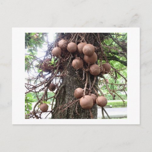 Dominica Cannonball Tree Postcard