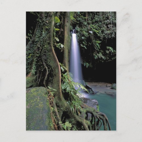 Dominica Emerald Pool Waterfall Postcard