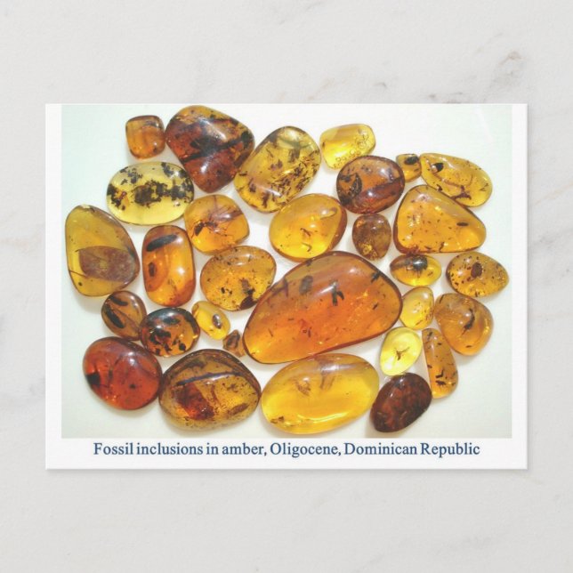 Dominican amber with various insect inclusions postcard (Front)