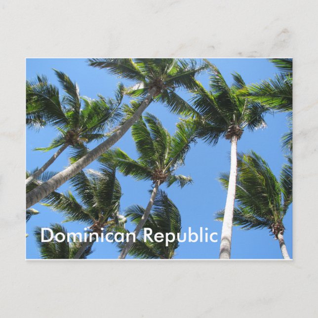 Dominican palm postcard (Front)