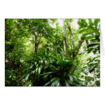 Dominican Rain Forest I Tropical Green Nature